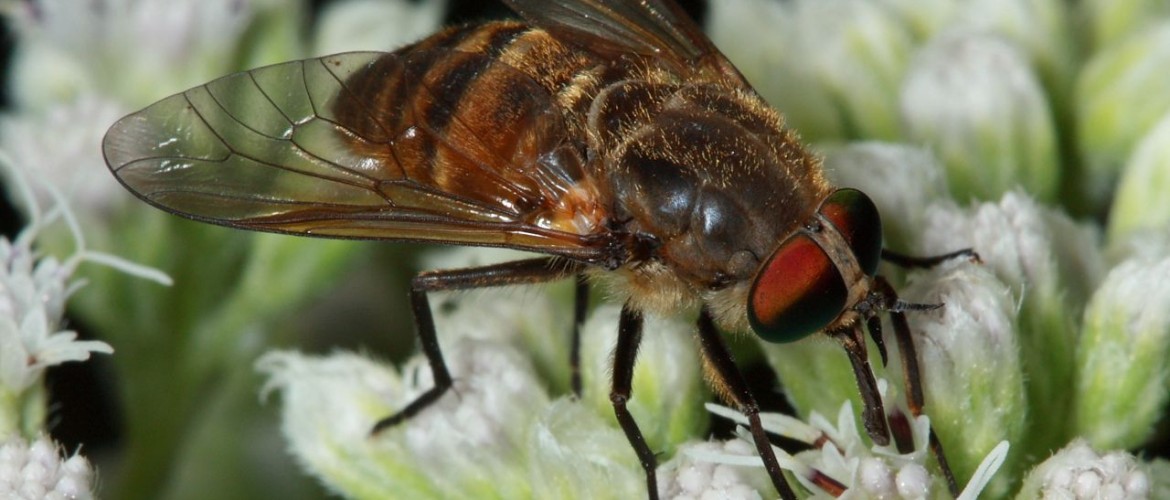 Horse Fly, Stonemyia tranquilla