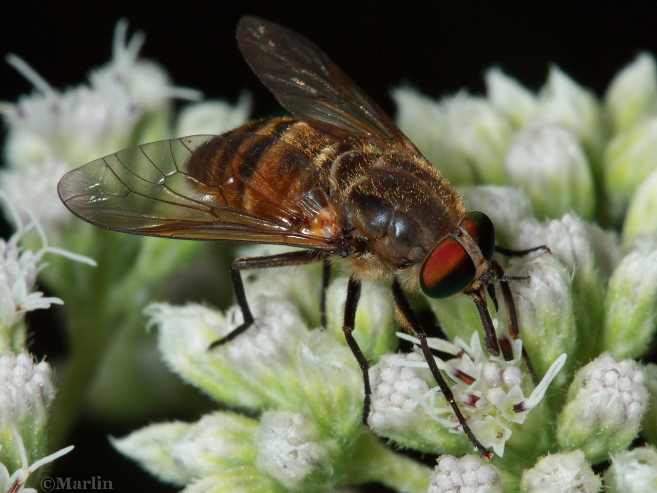 Horse Fly, Stonemyia tranquilla