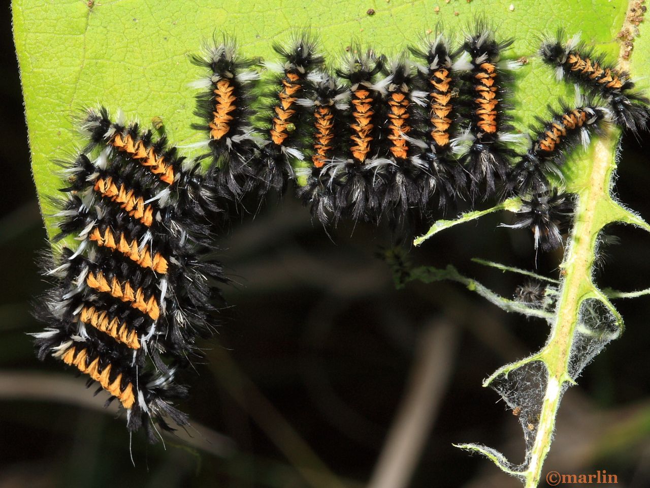 Milkweed tussock moth caterpillars gregarious feeding