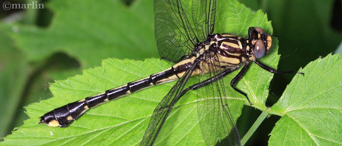 Plains Clubtail Dragonfly - Gomphus externus