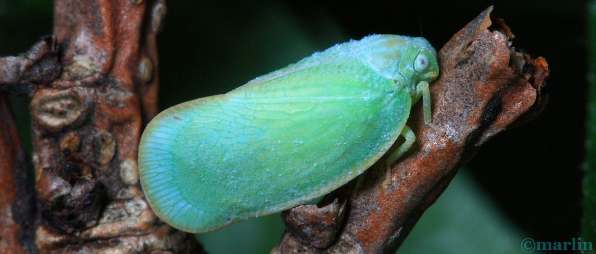 Flatid Planthopper - Ormenoides venusta