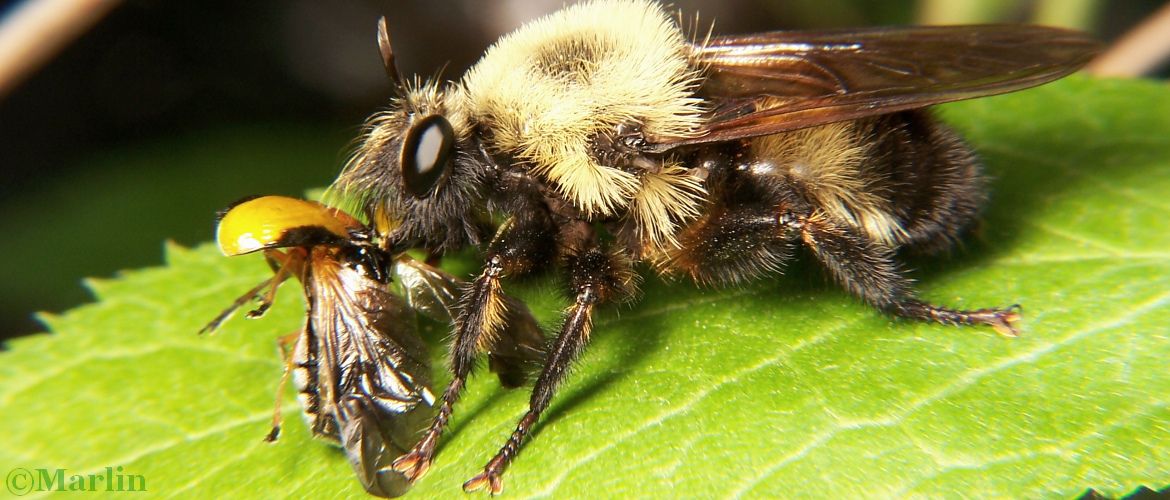 Robber fly Laphria with beetle prey