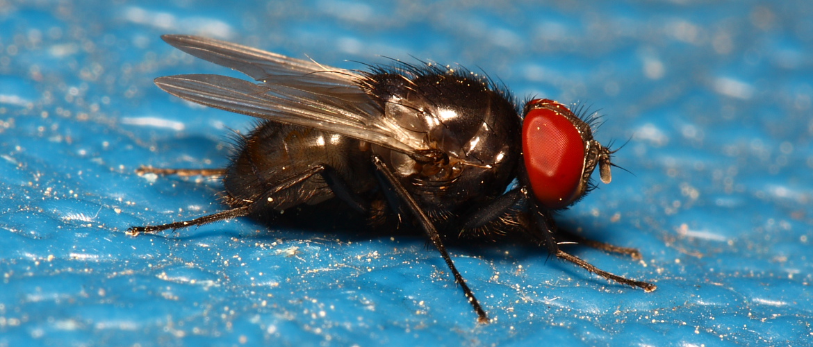 Root Maggot Fly