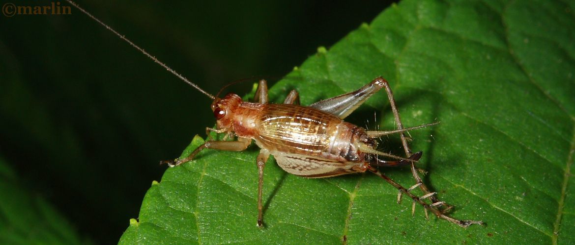 Say's Trig Cricket - Anaxipha exigua