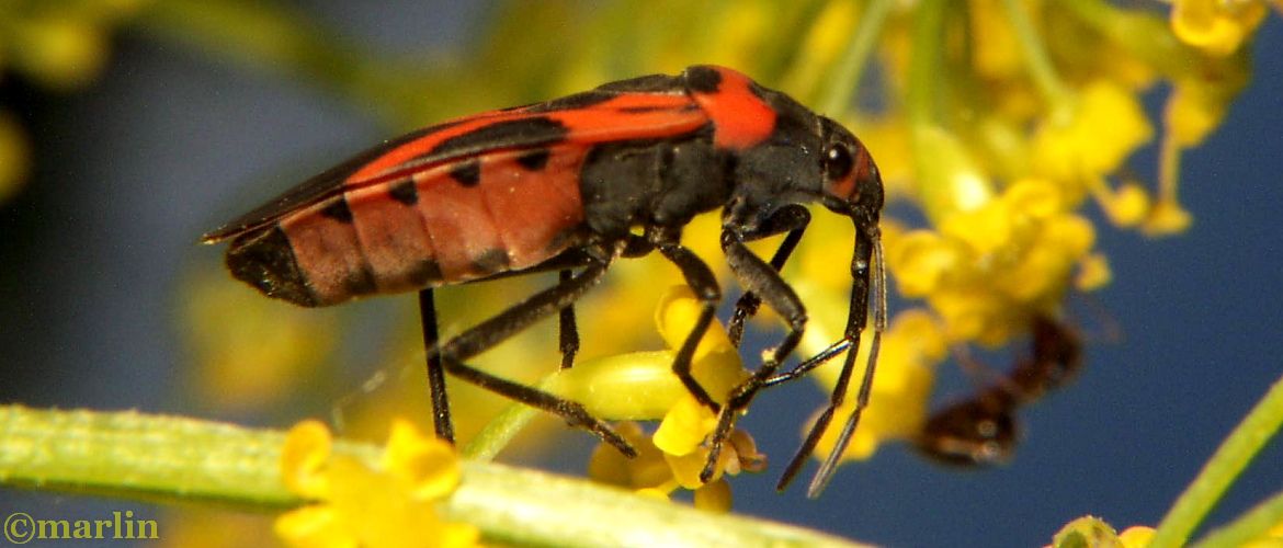 Small Milkweed Bug - Lygaeus kalmii