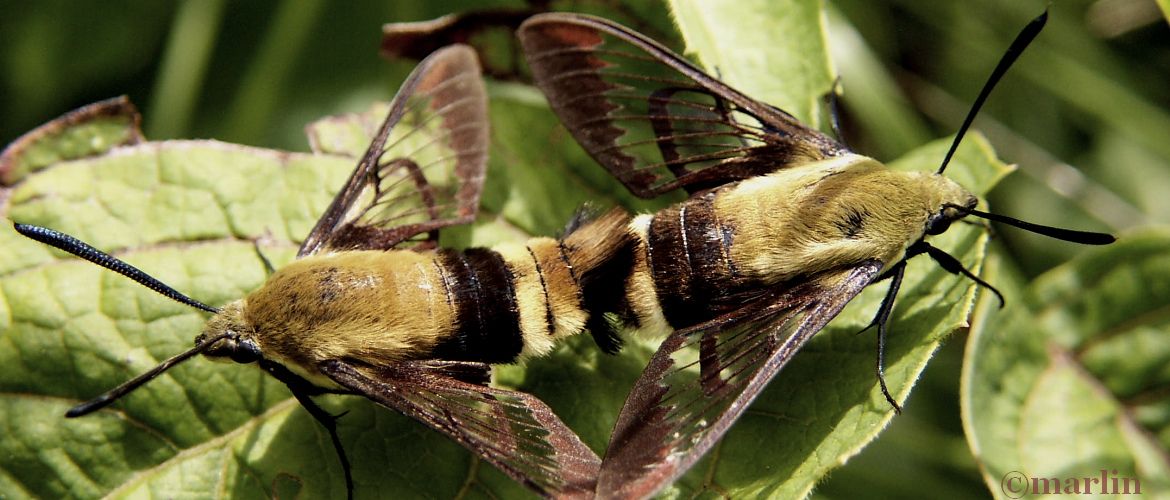 Snowberry Clearwing Moth - Hemaris diffinis Hodges#7855