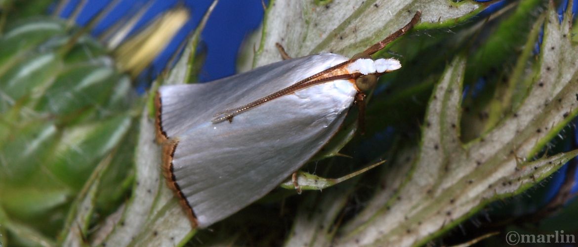 Snowy Urola Moth - Urola nivalis - Hodges#5464