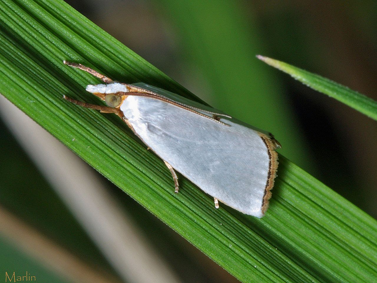 Snowy Urola Moth - Urola nivalis