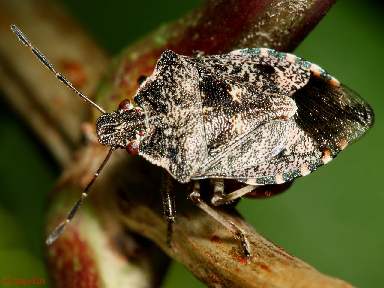 True Bugs North American Insects & Spiders