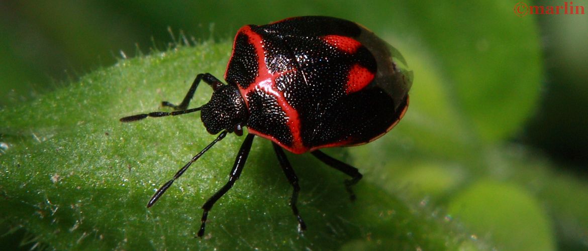 Stink bug - Cosmopepla bimaculata