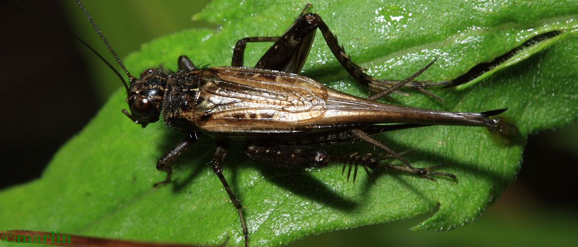 Striped Ground Cricket - Allonemobius fasciatus