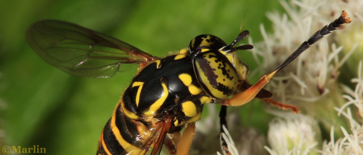 Syrphid fly Spiloymia