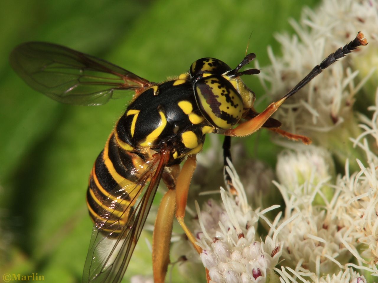 Syrphid fly Spiloymia