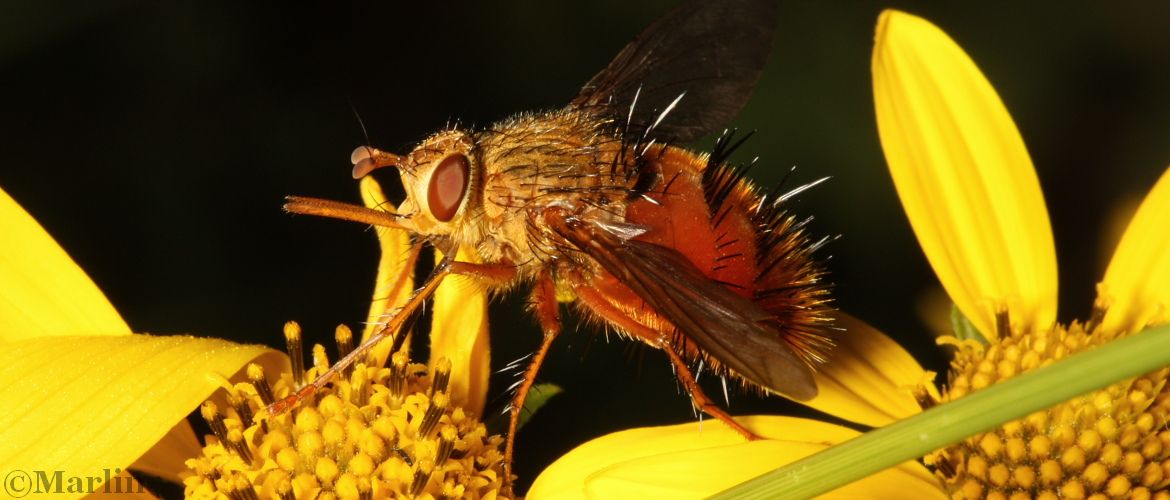 Tachinid Fly, Adejeania vexatrix