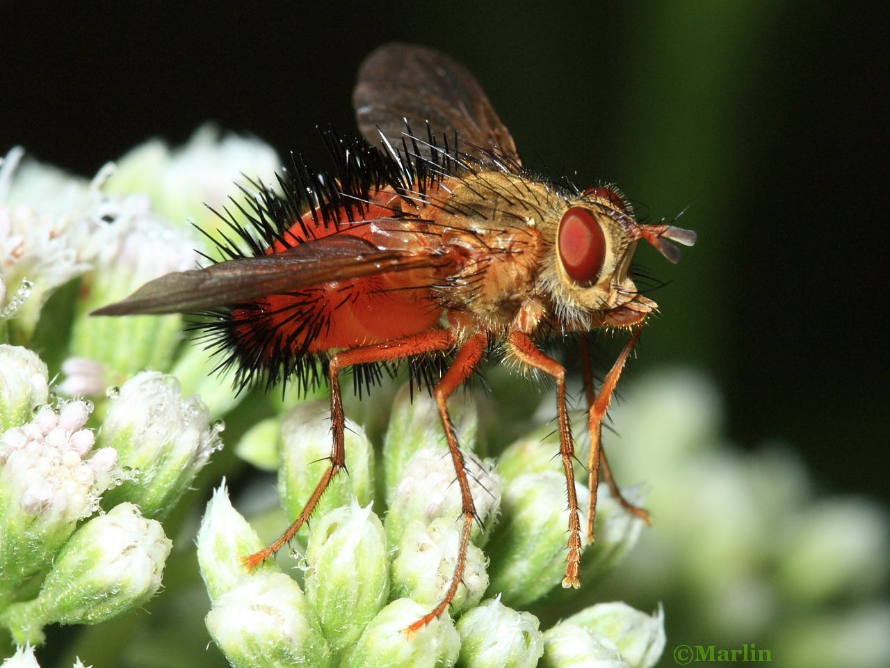 Tachinid Fly, Hystricia abrupta