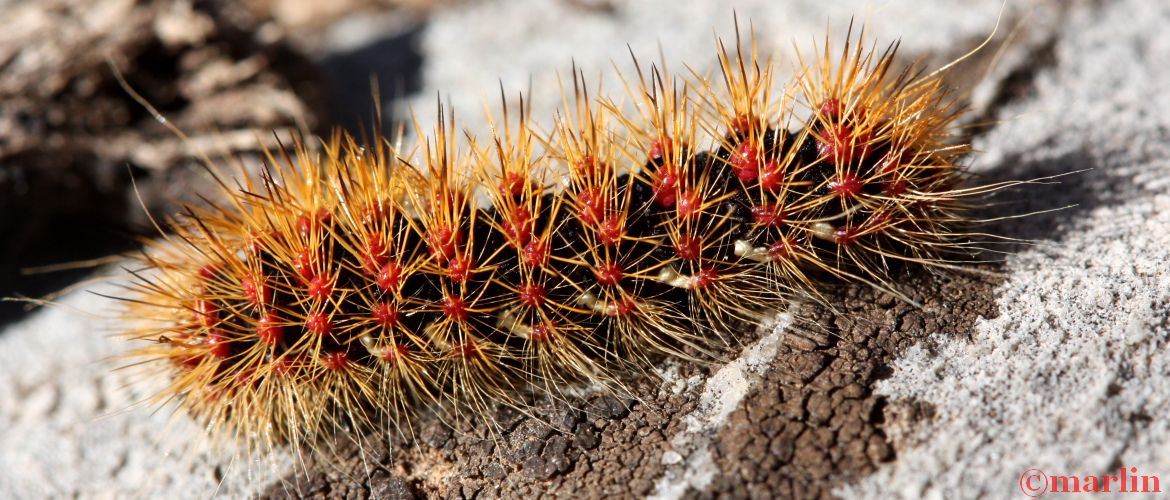 Tiger Moth Caterpillar