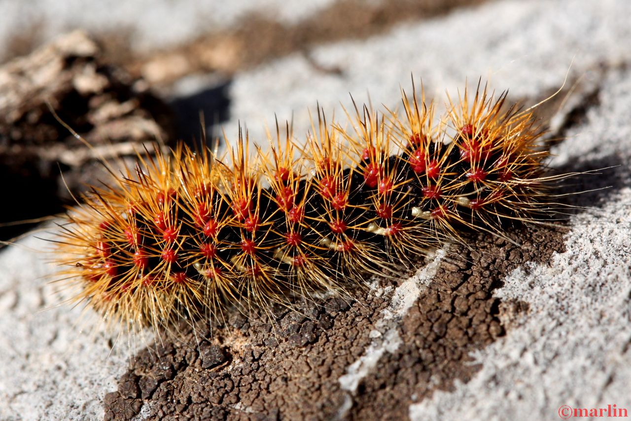 Tiger Moth Caterpillar