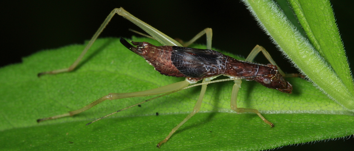 Two-Spotted Tree Cricket - Neoxabea bipunctata