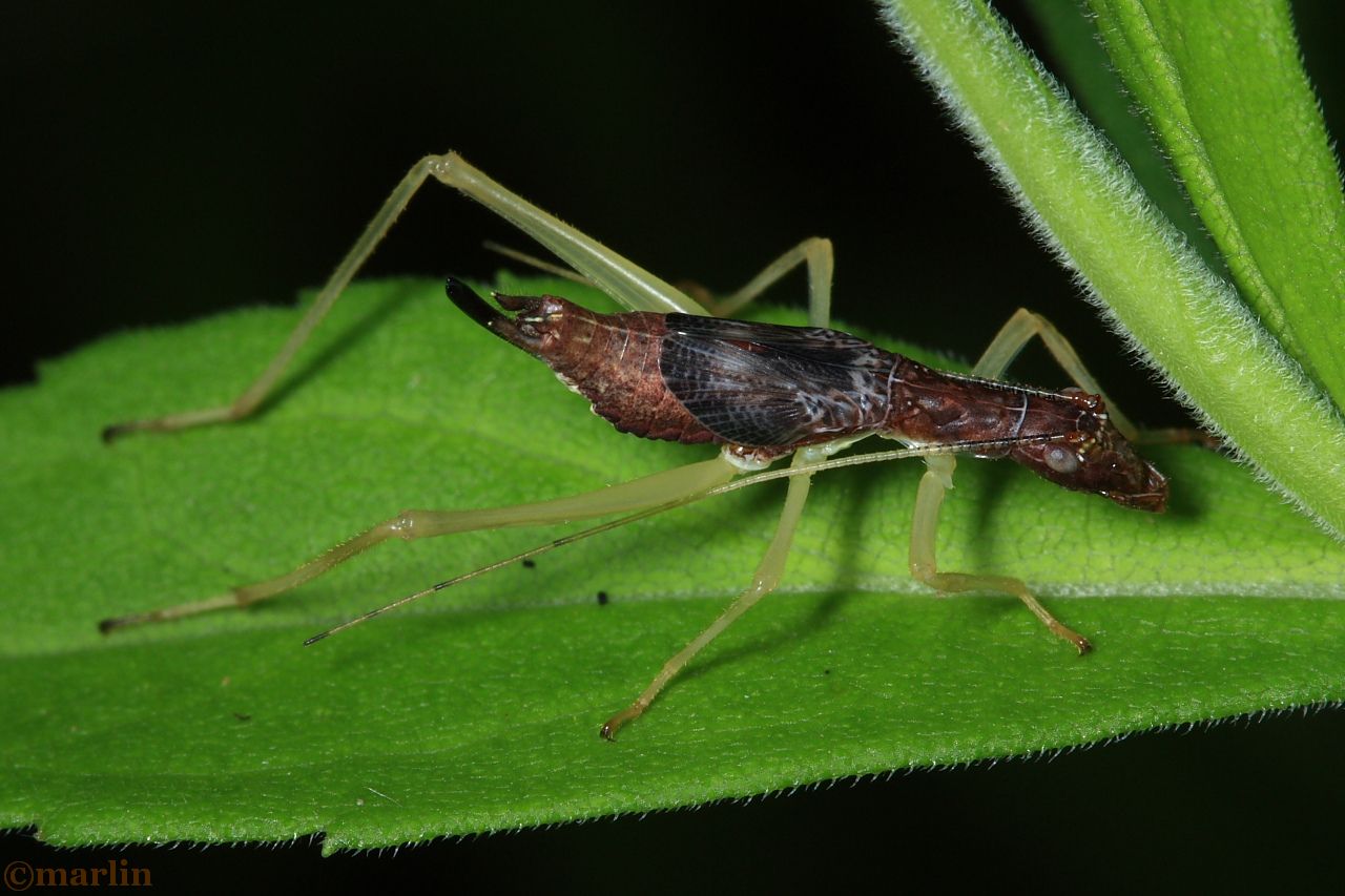 Two-Spotted Tree Cricket - Neoxabea bipunctata