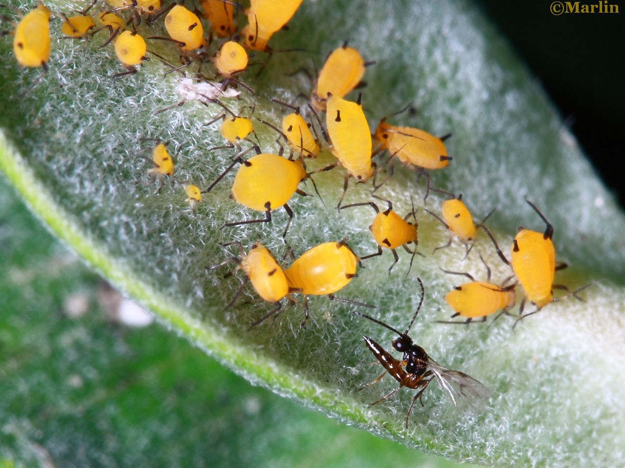 3mm wasp lays eggs in aphid colony