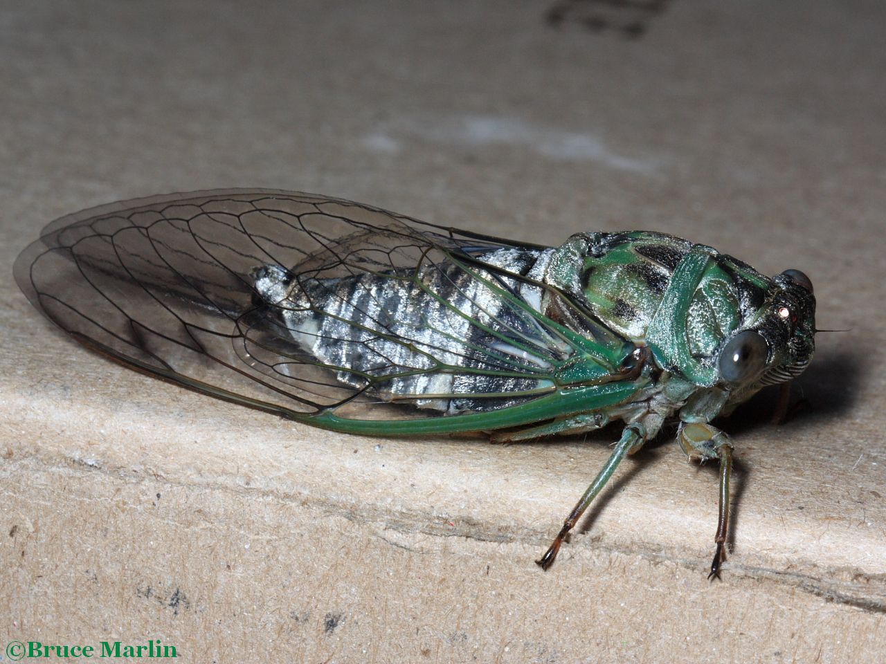 Newly-emerged periodic cicada