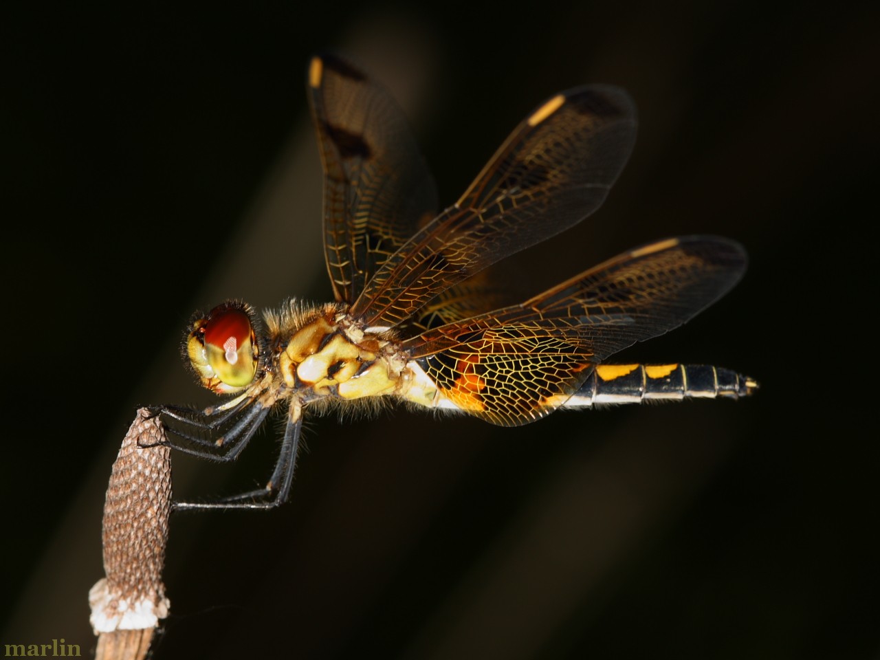 Calico Pennant Dragonfly Female