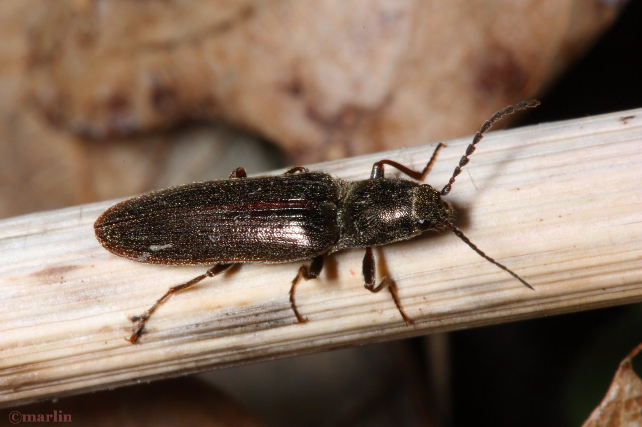 Click Beetle