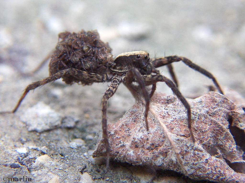 Wolf spider carrying hatchlings