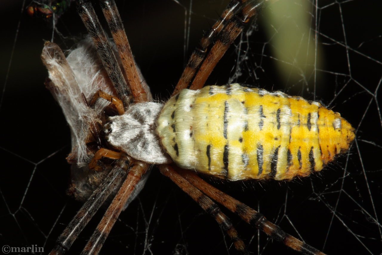 Banded Garden Spider - North American Insects Spiders