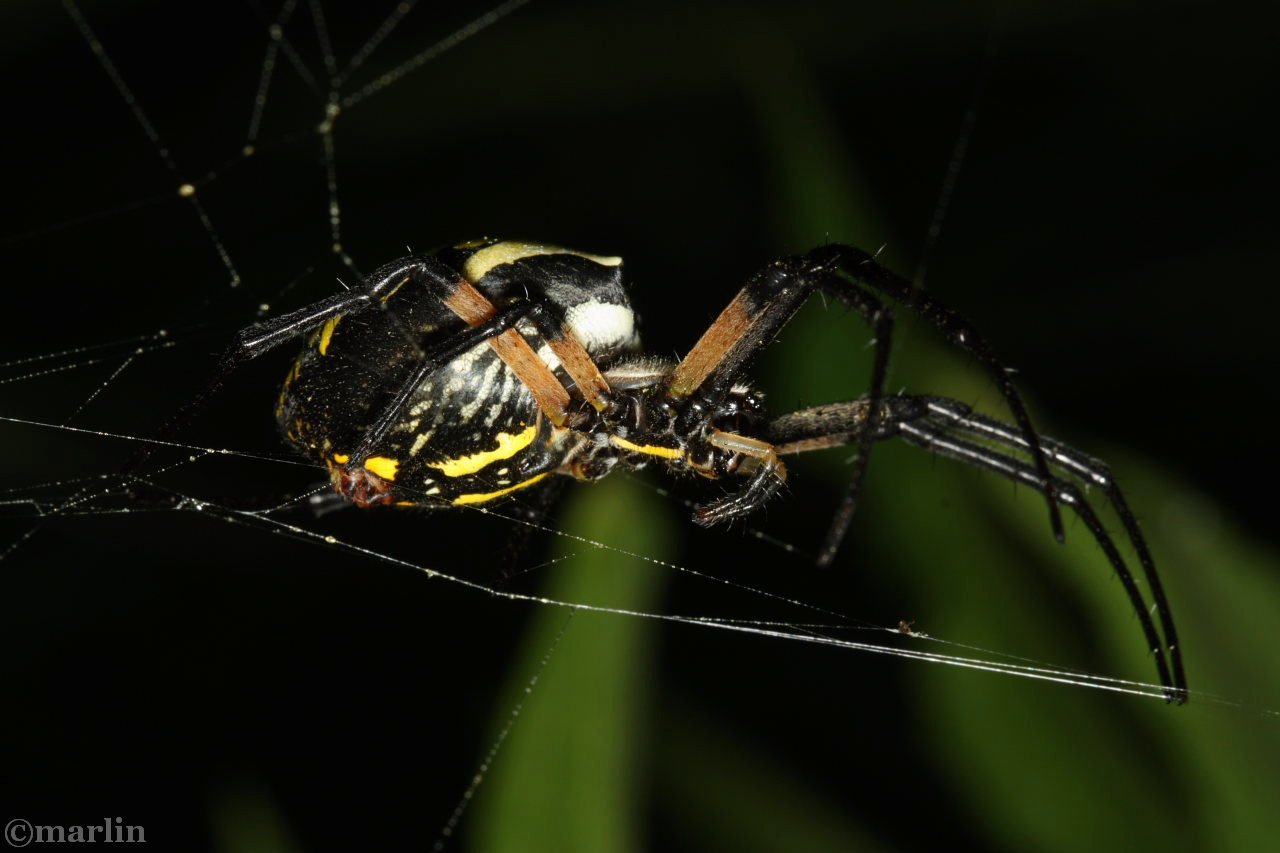 Black and Yellow Garden Spider Argiope aurantia