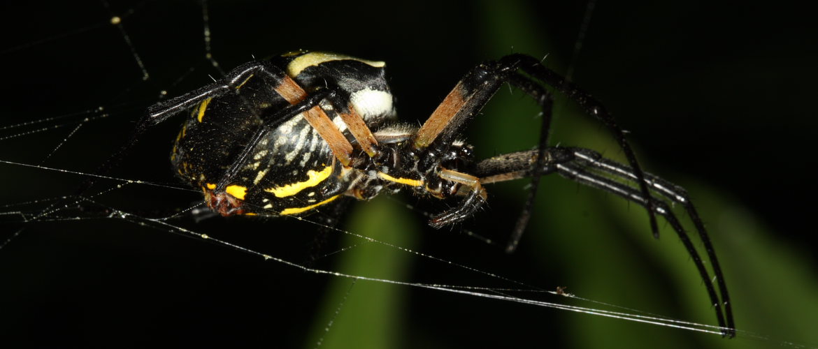 Argiope aurantia