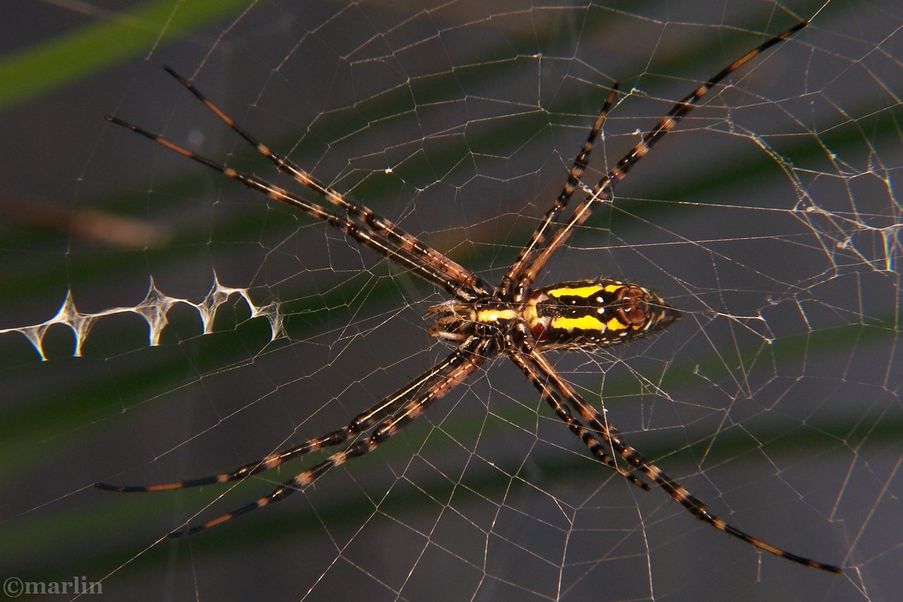 Black and Yellow Garden Spider North American Insects & Spiders