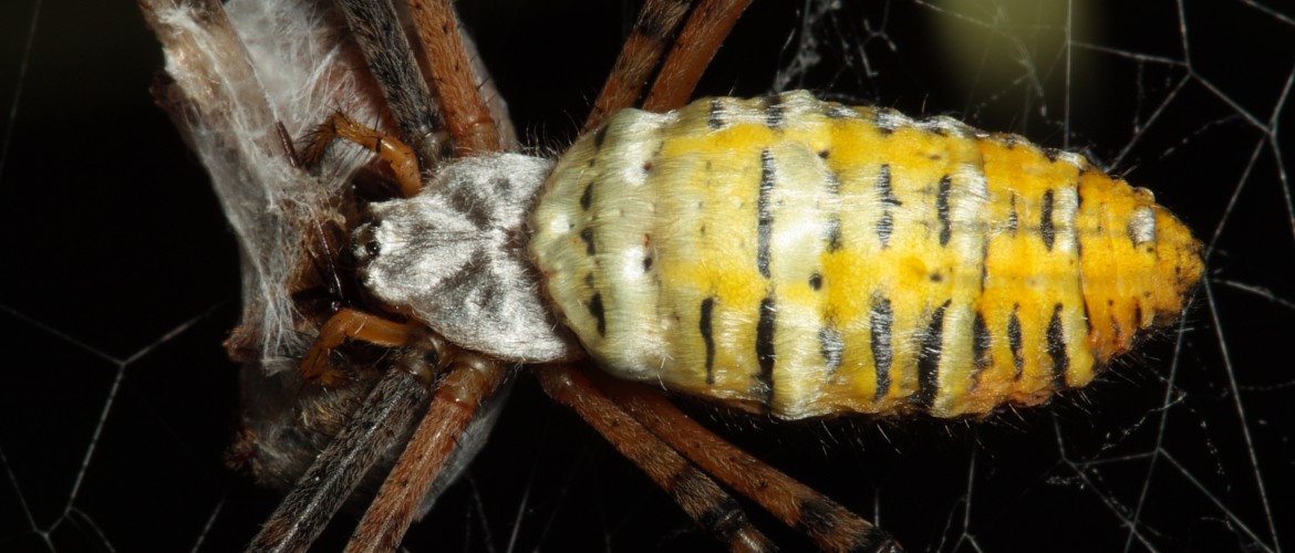 Argiope trifasciata