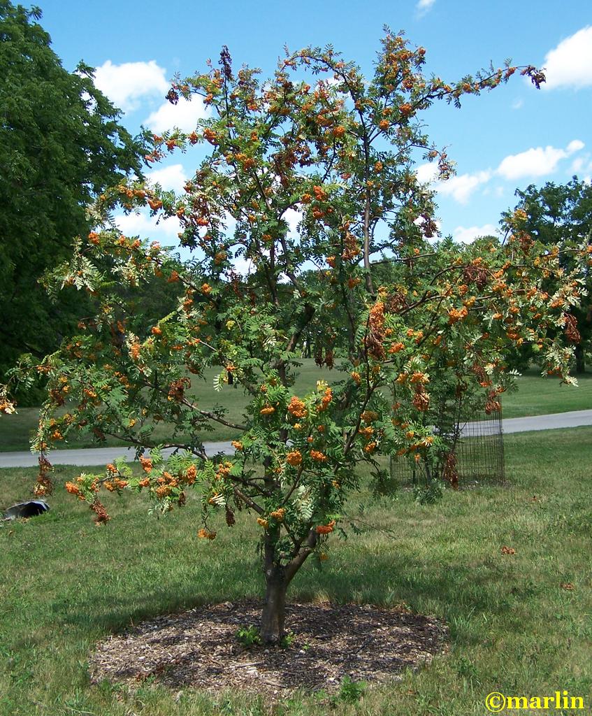 American Mountain-Ash