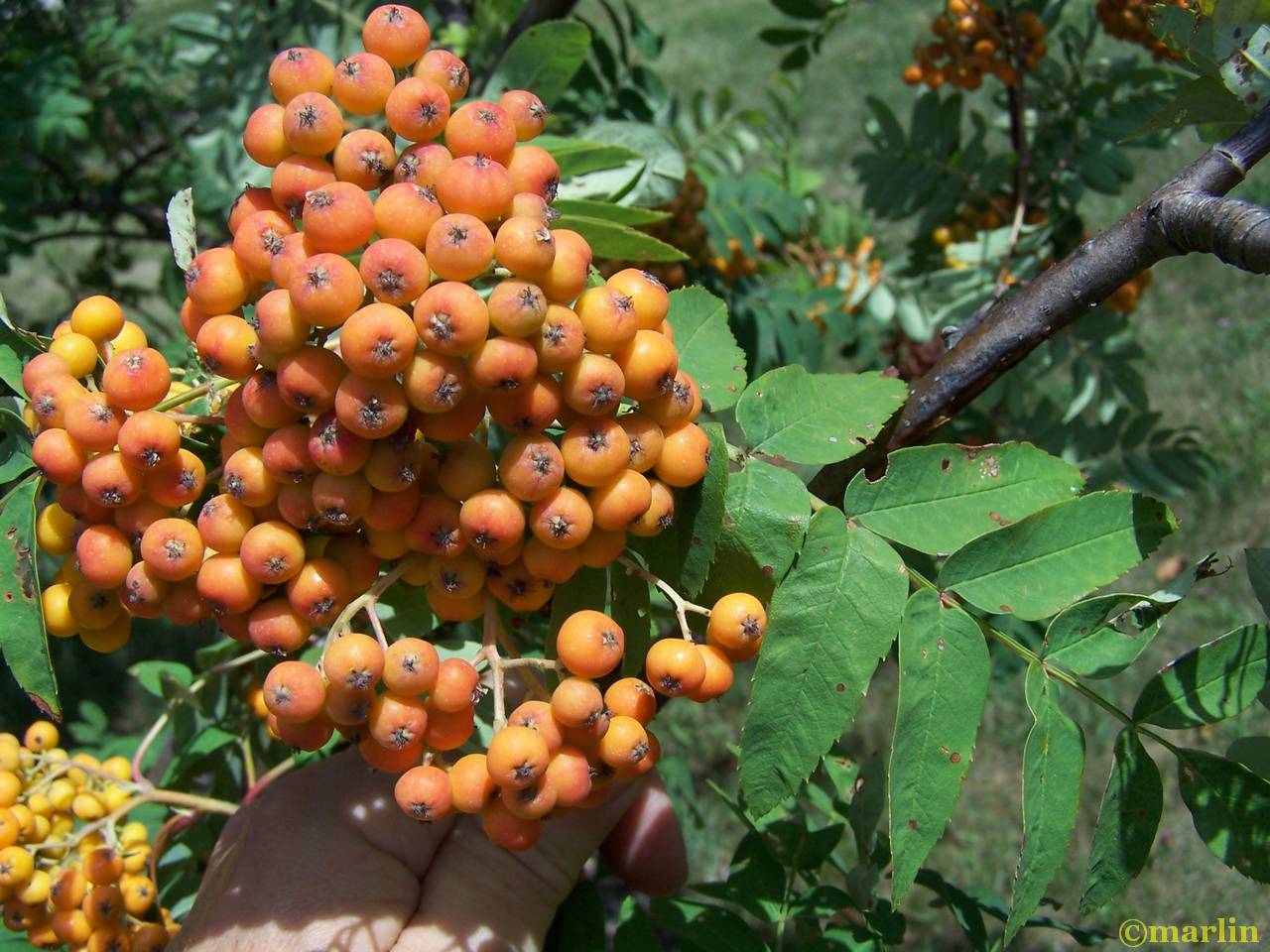 American Mountain-Ash orange berries