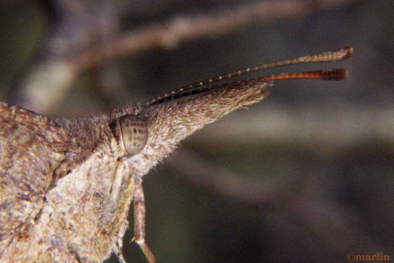 American snout butterfly snout detail