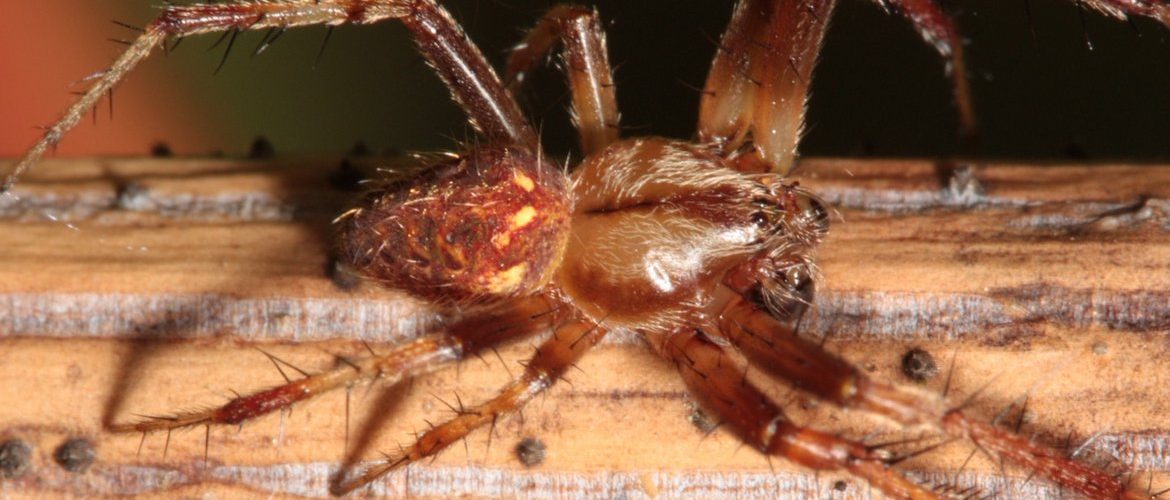 Male N. arabesca