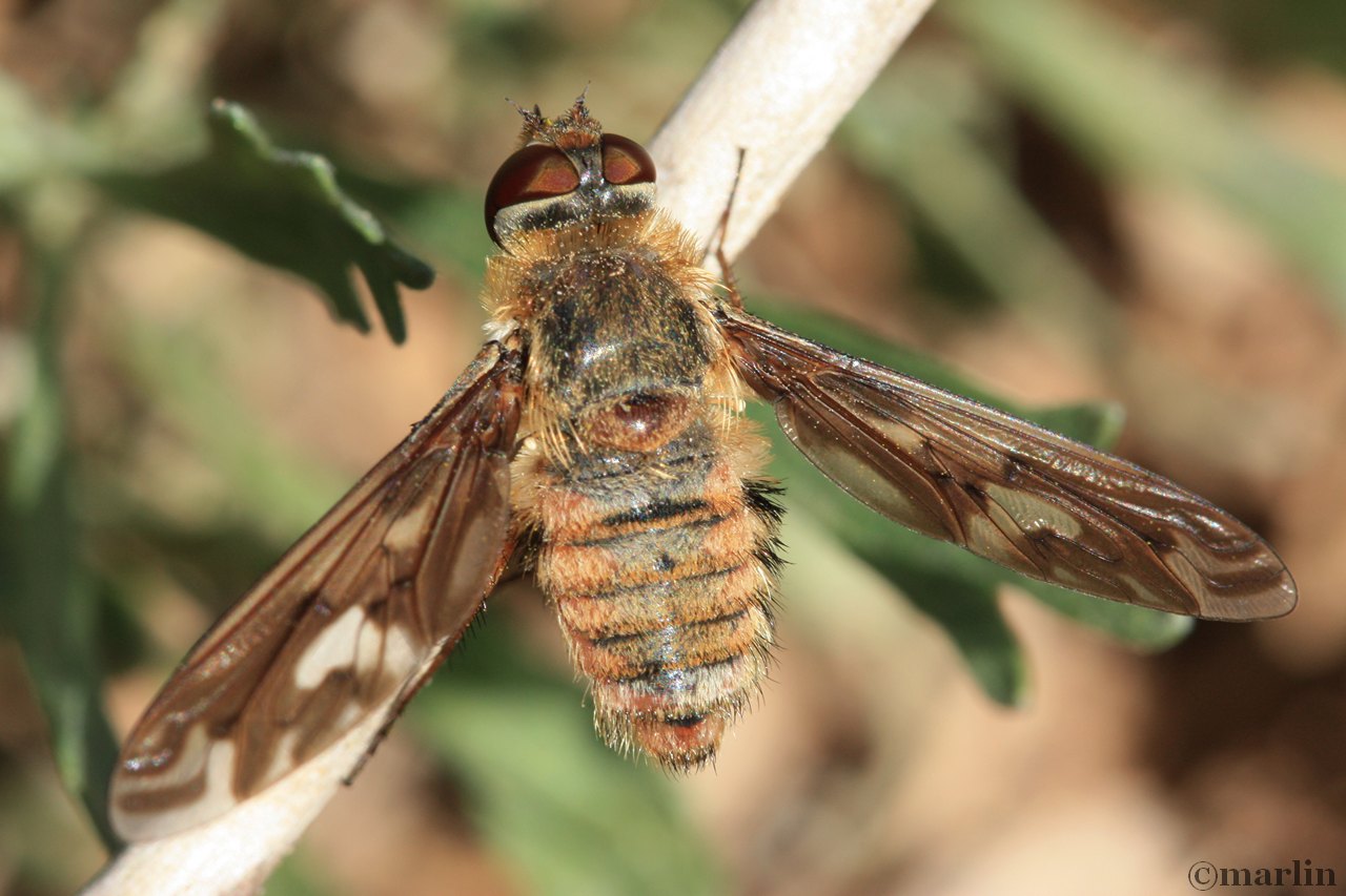 Flies That Look Like Bees