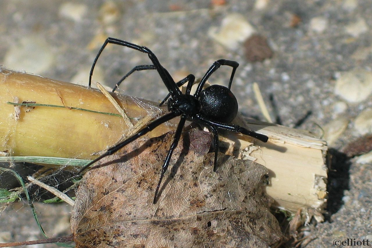 Black Widow Spider - North American Insects & Spiders