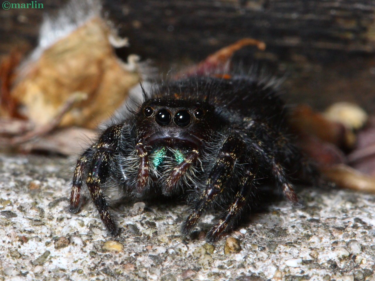Female Bold Jumping Spider