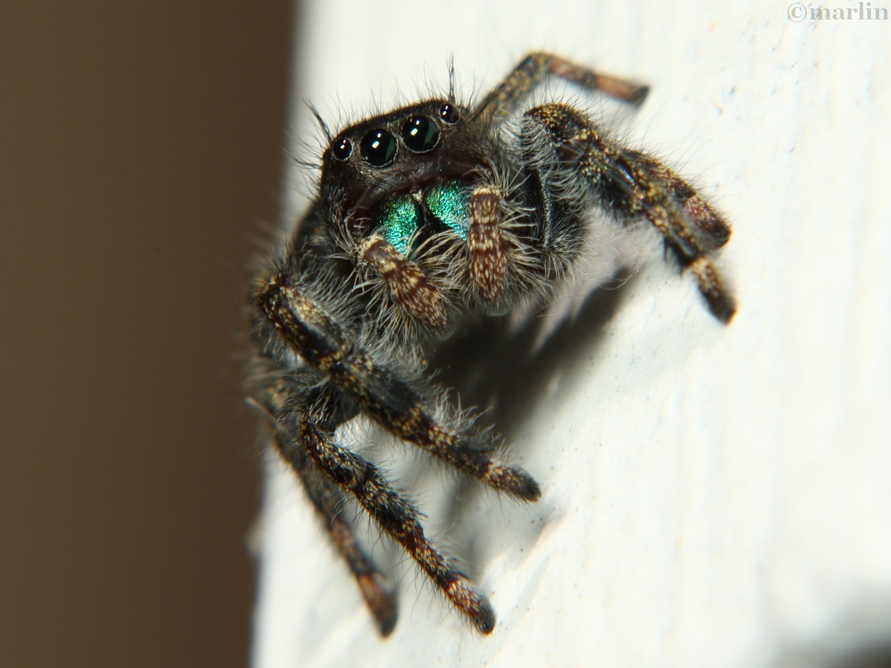 Baby Jumping Spiders See Surprisingly Well