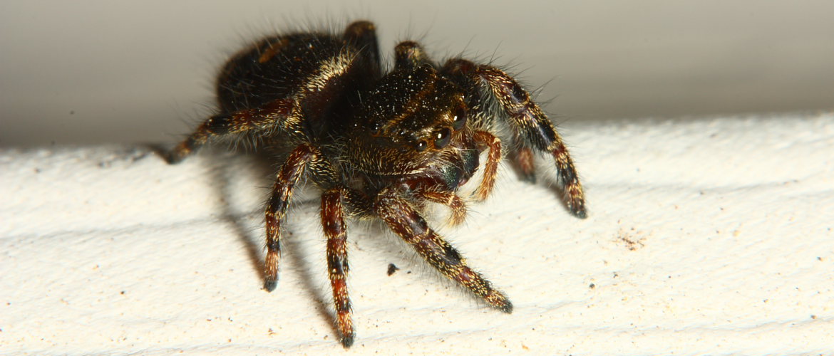 Bold Jumping Spider