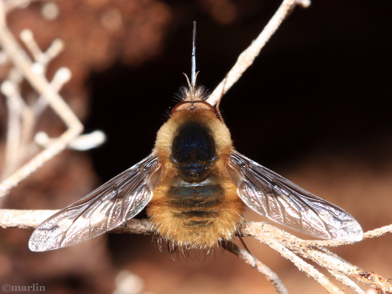 Bee Fly Bombylius major North American Insects & Spiders