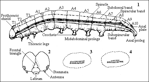 Caterpillar anatomy