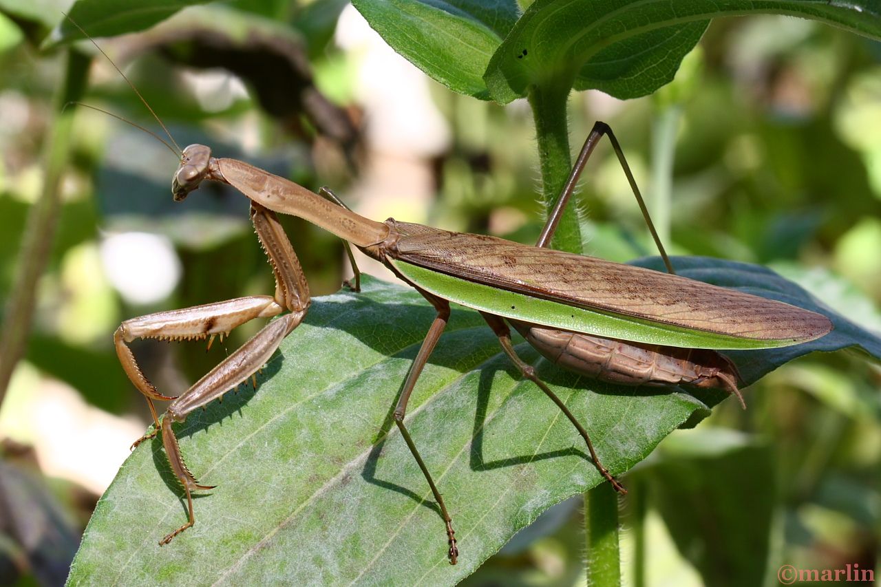 color photo pregnant Chinese praying mantis