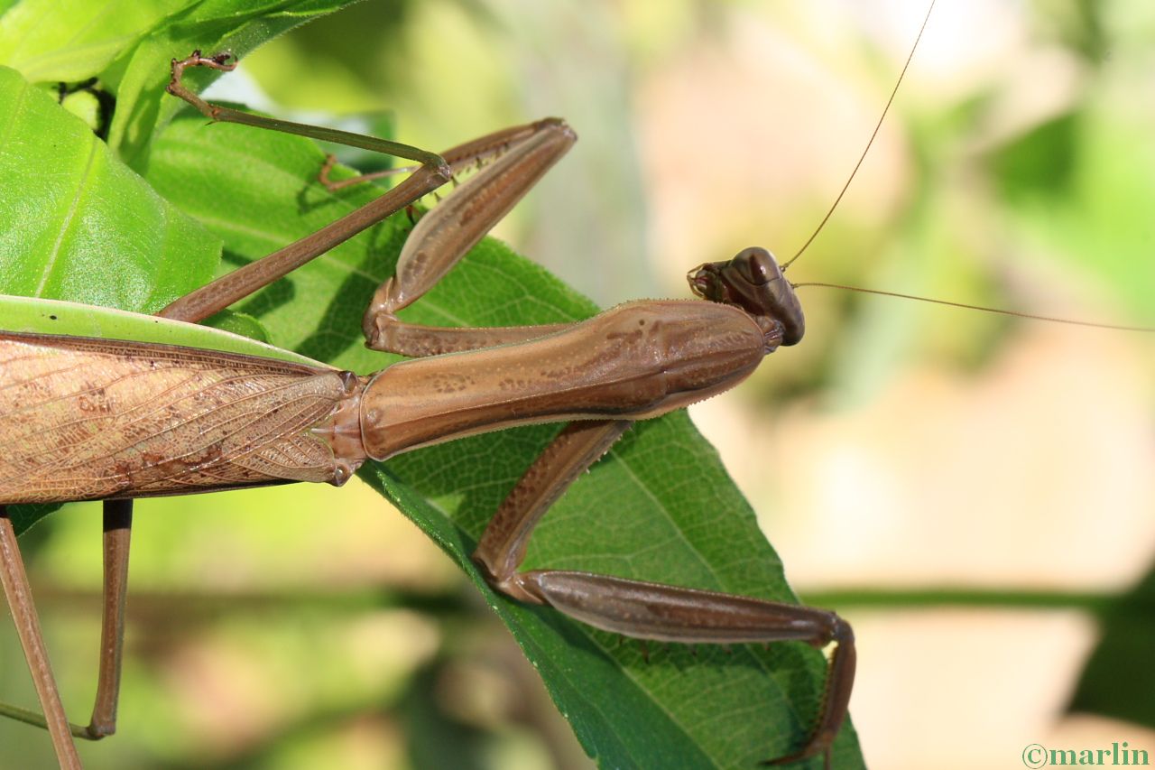 color photo Chinese praying mantis