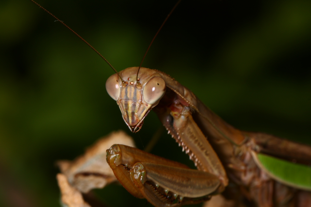 color photo Chinese praying mantis