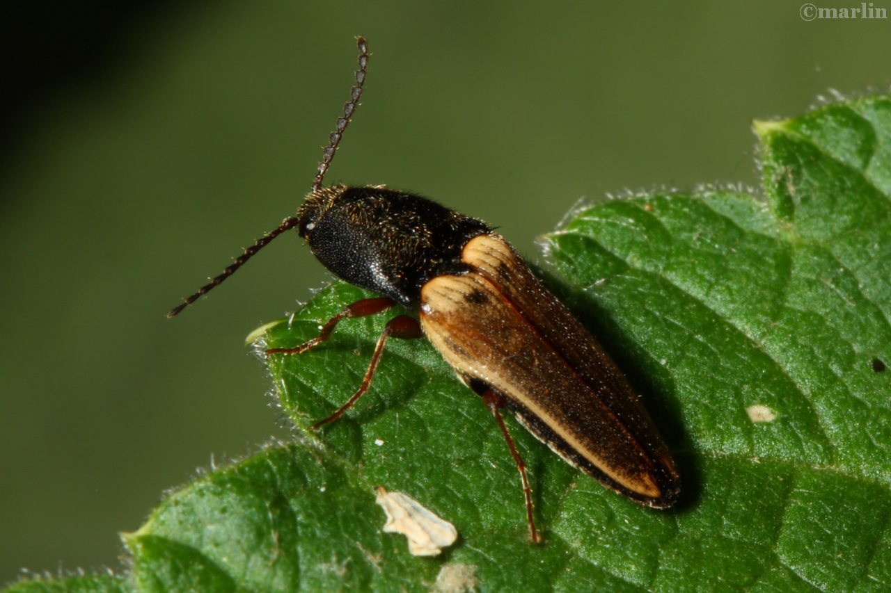 Ampedus species