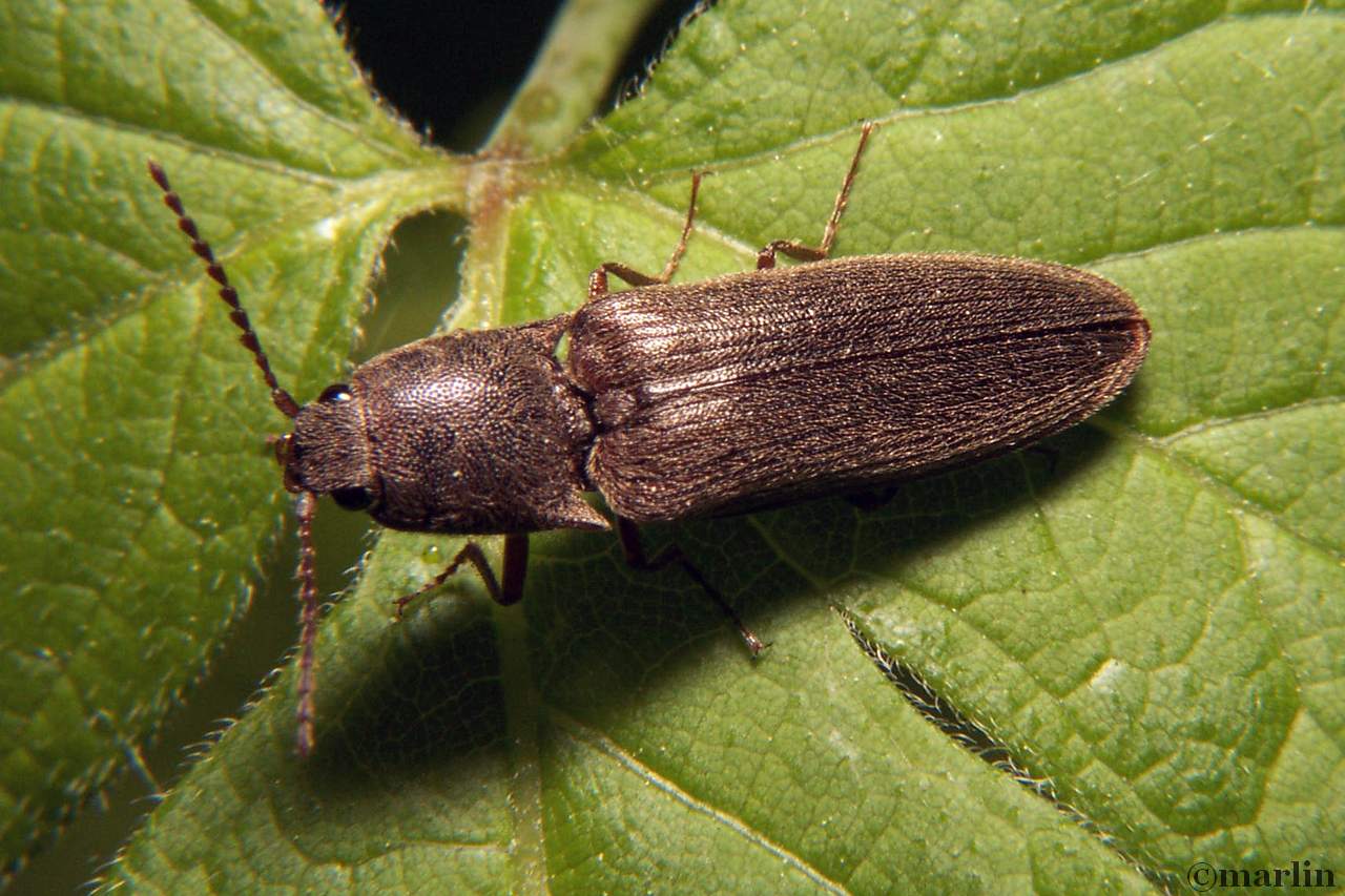 Click beetle Dalopius species
