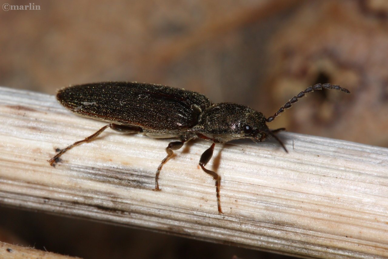 Click Beetle - Ctenicera cylindriformis